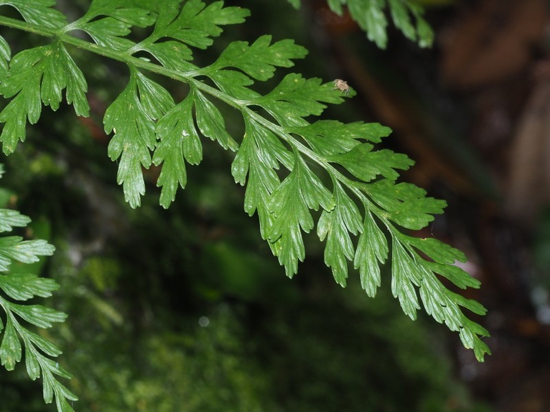 Asplenium austrochinense