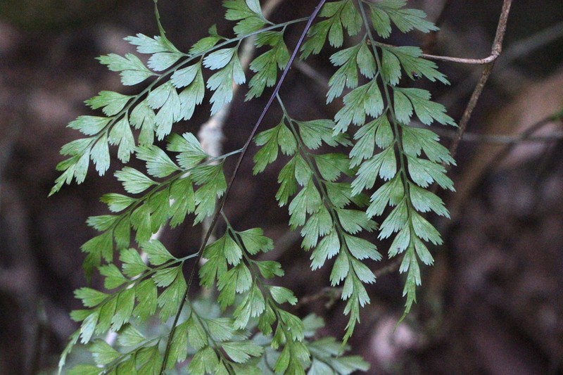 Asplenium austrochinense photo 2