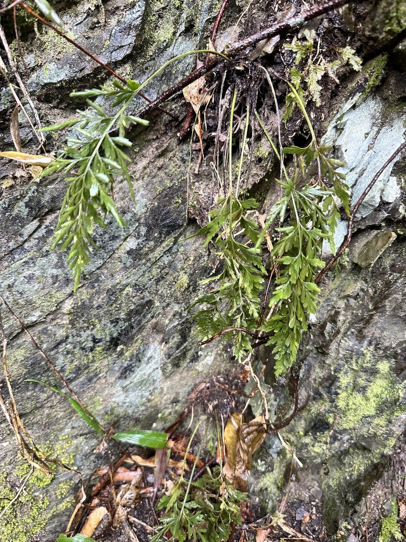 Asplenium austrochinense photo 7