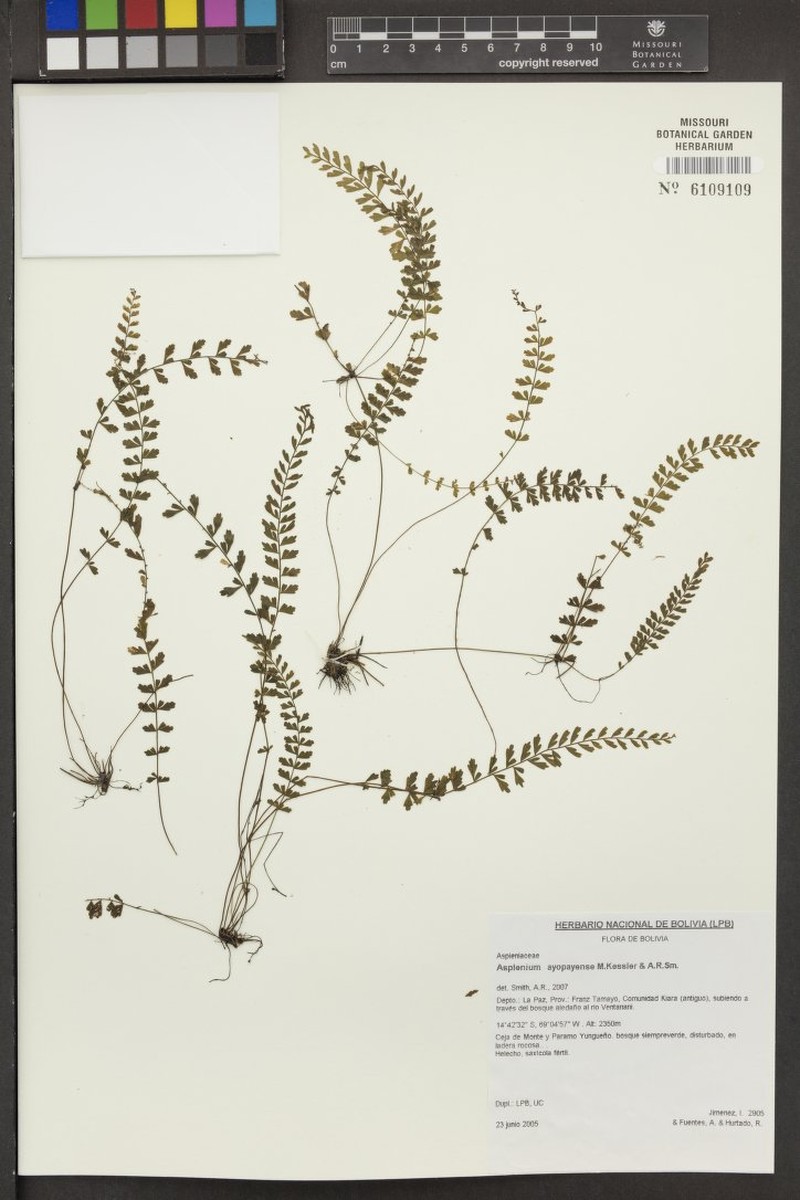 Asplenium ayopayense