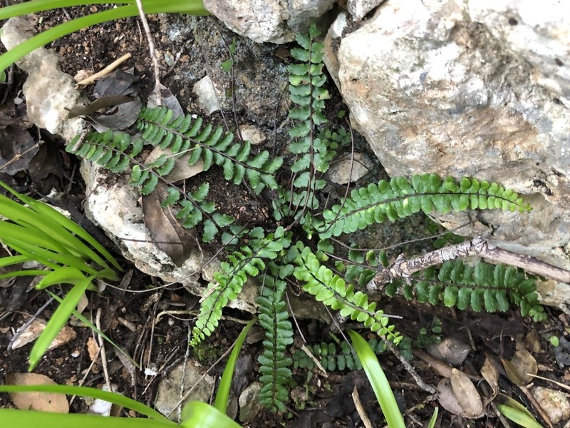 Asplenium azomanes