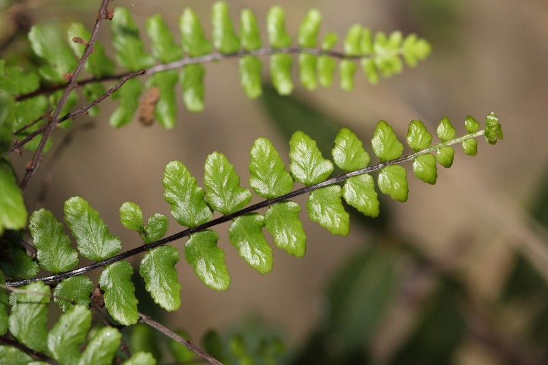 Asplenium azomanes photo 2