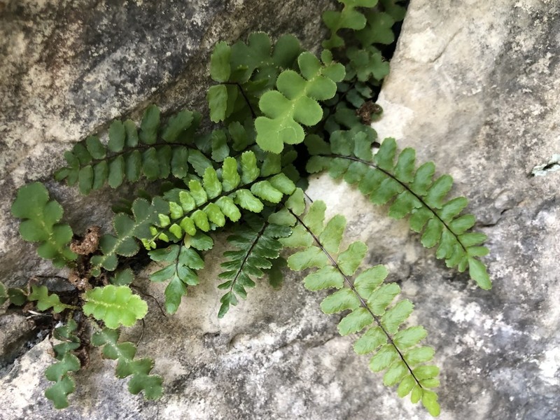 Asplenium azomanes photo 3