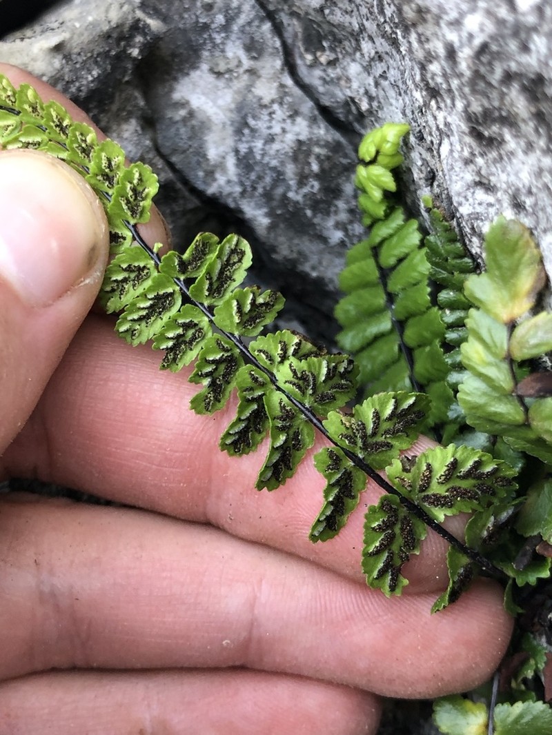 Asplenium azomanes photo 4