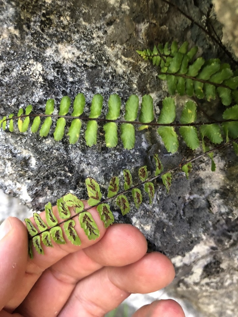 Asplenium azomanes photo 5