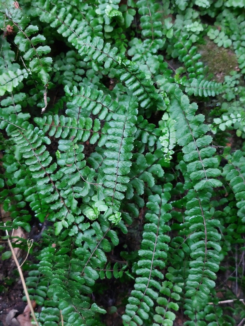 Asplenium azomanes photo 6