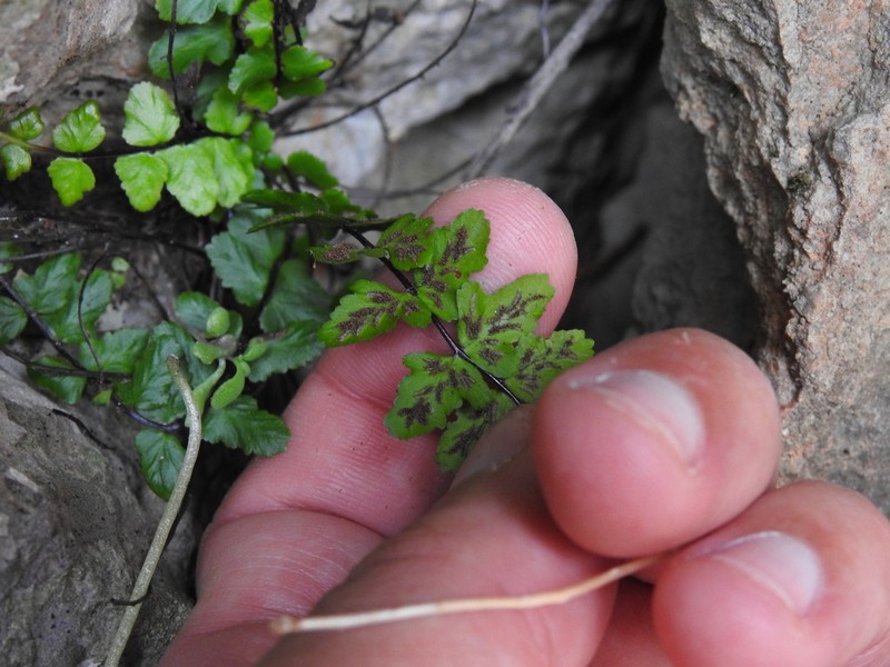Asplenium azomanes photo 7