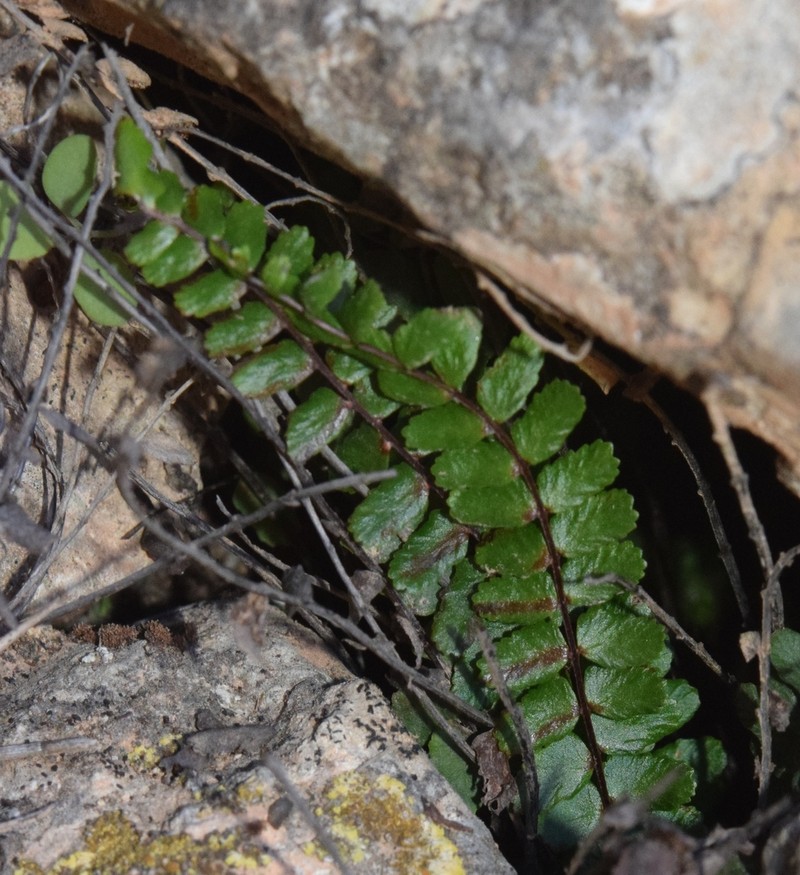 Asplenium azomanes photo 8