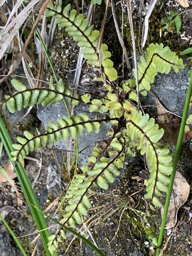 Asplenium azoricum photo 2