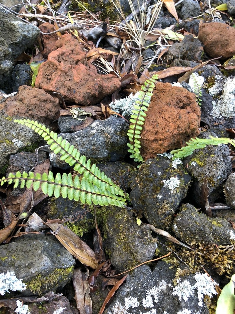 Asplenium azoricum photo 3