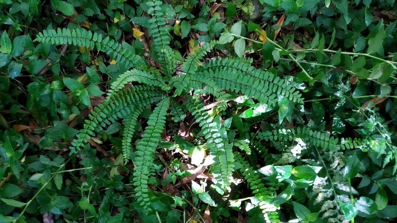 Asplenium azoricum photo 4