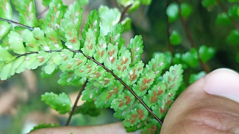 Asplenium azoricum photo 5