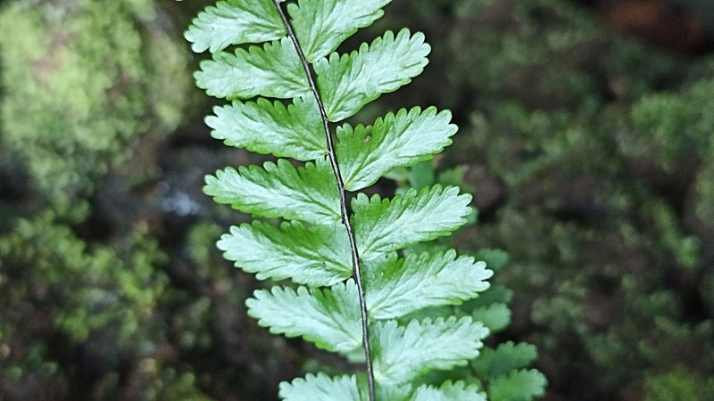 Asplenium azoricum photo 6