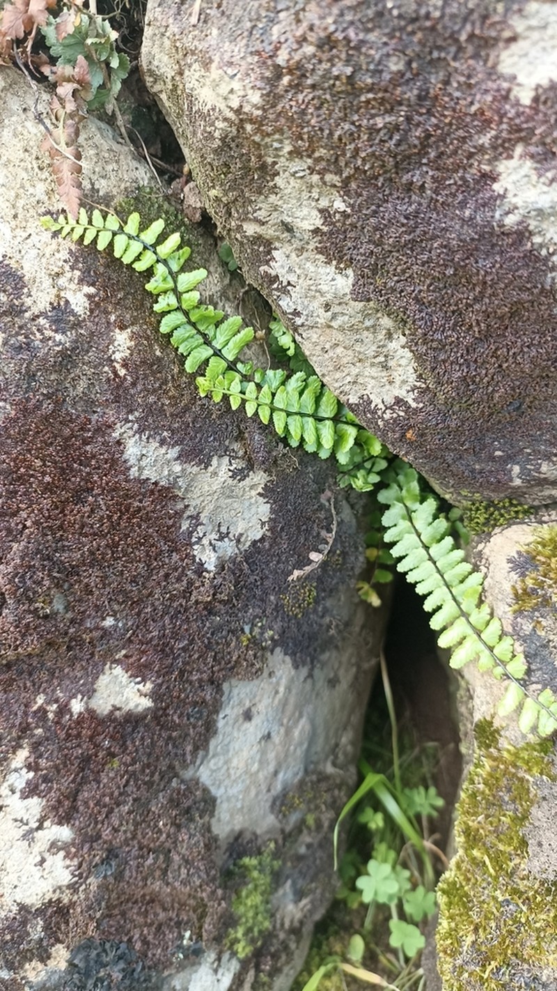 Asplenium azoricum photo 7