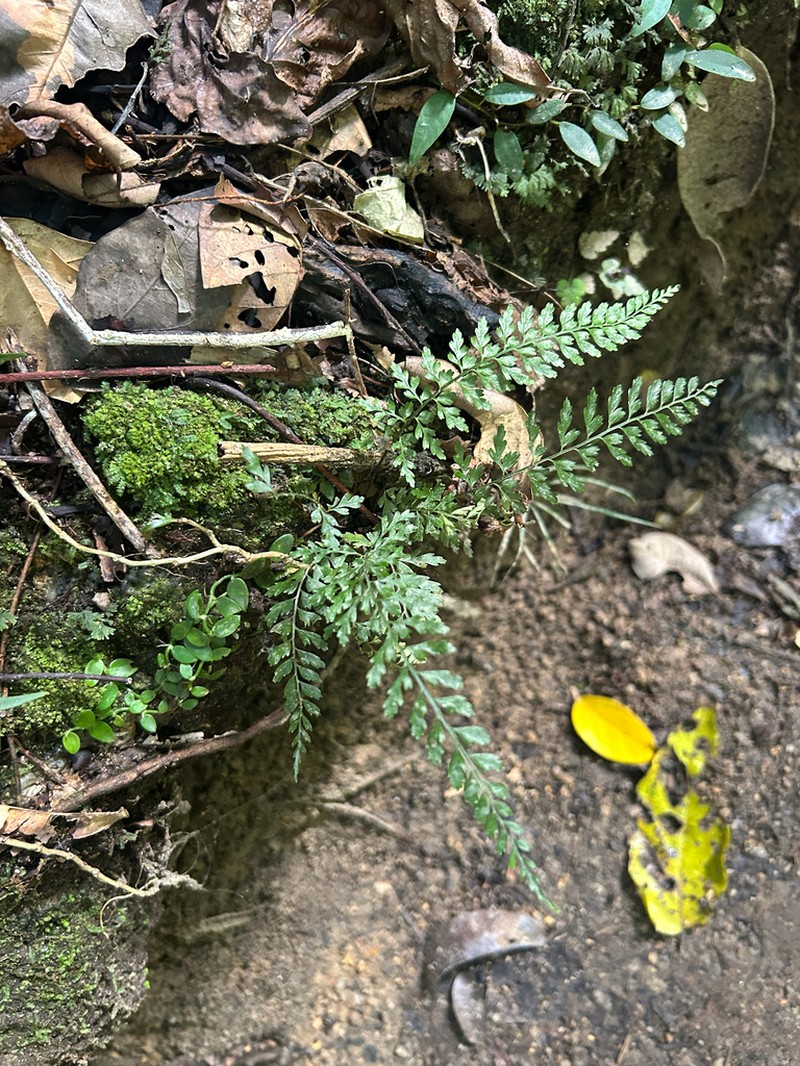 Asplenium baileyanum photo 2