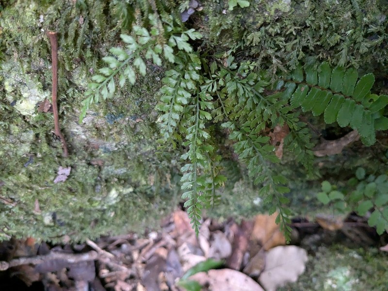 Asplenium baileyanum photo 3