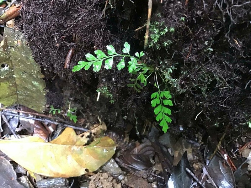 Asplenium baileyanum photo 4