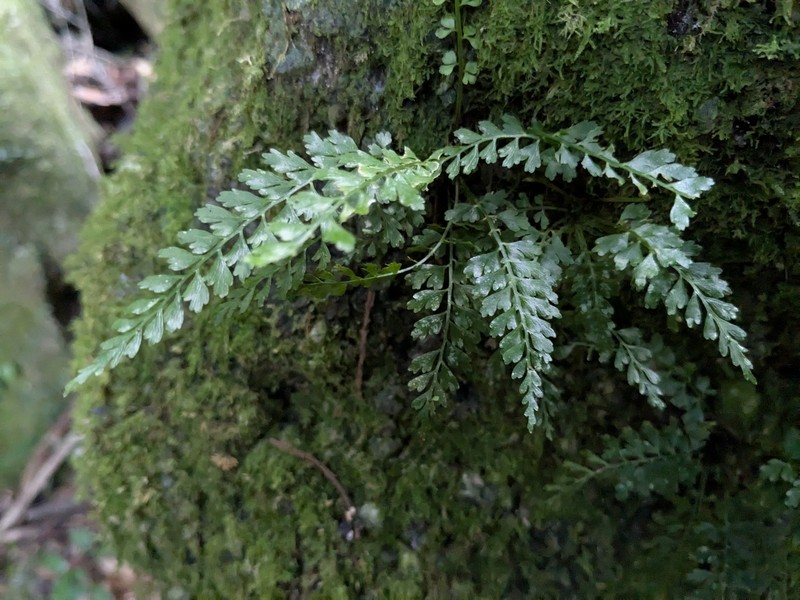 Asplenium baileyanum photo 6