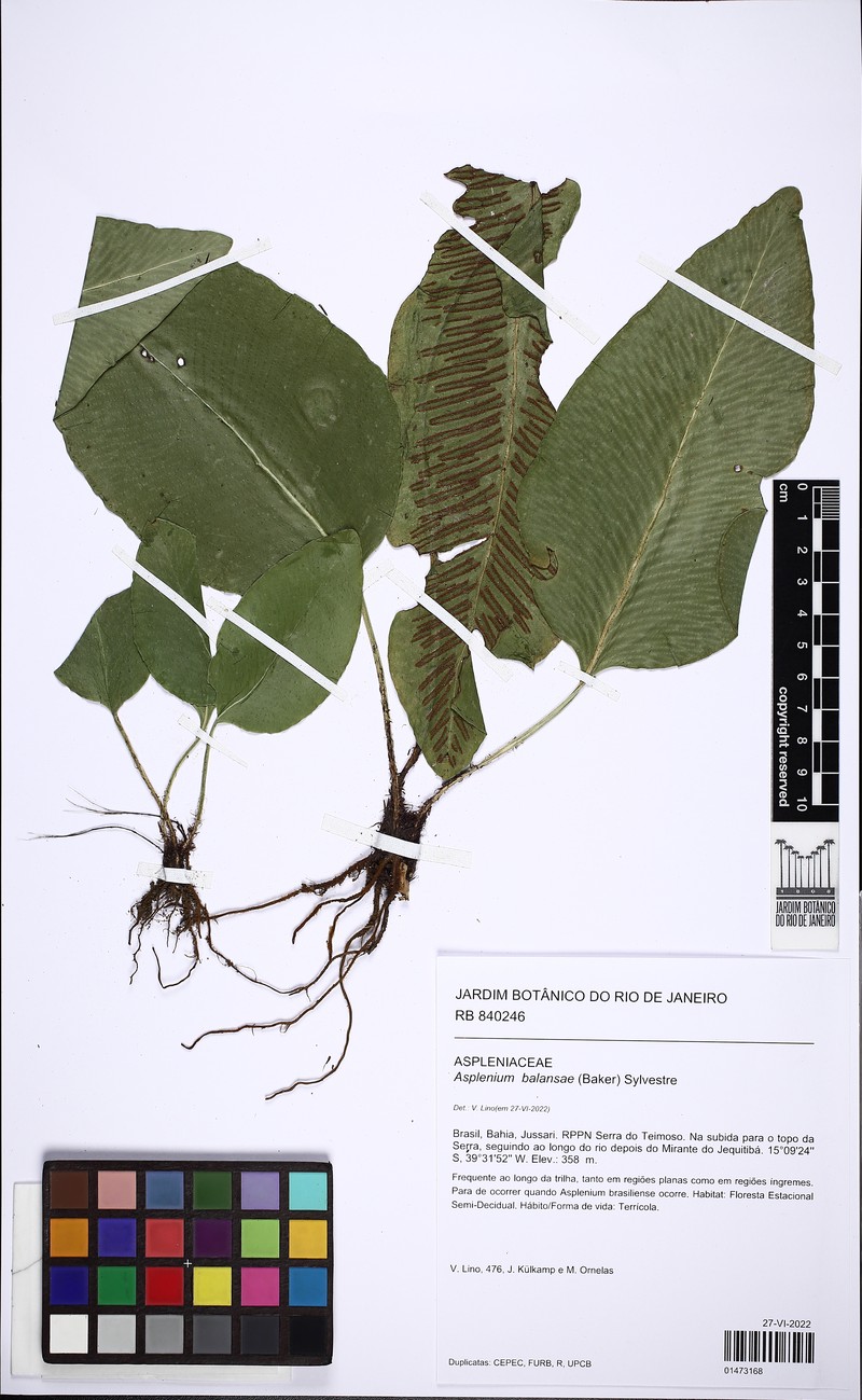 Asplenium balansae photo 2
