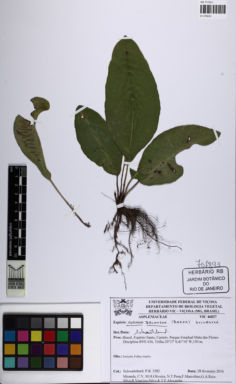 Asplenium balansae photo 4