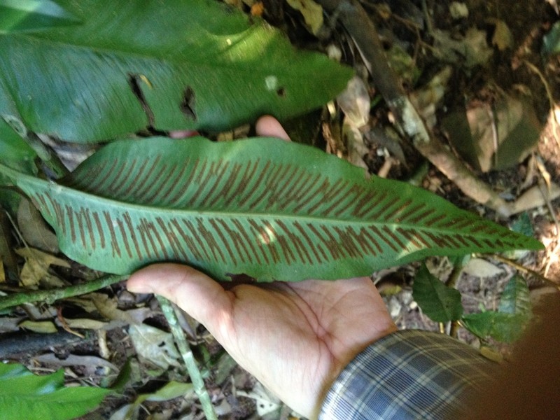 Asplenium balansae