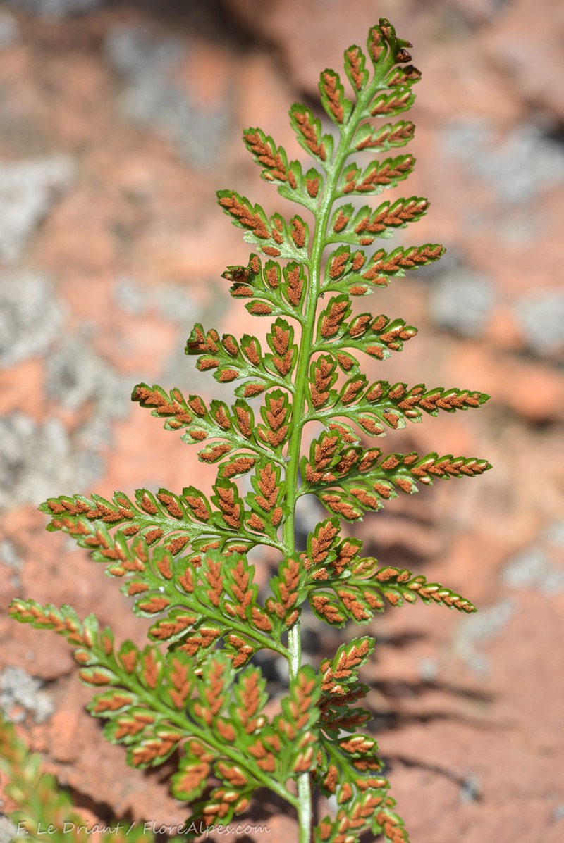 Asplenium balearicum