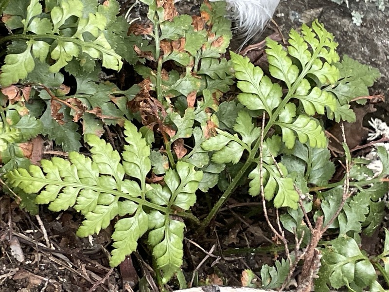 Asplenium balearicum photo 2