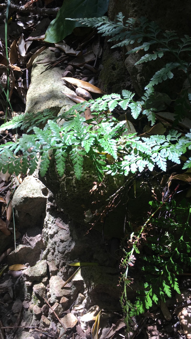 Asplenium balearicum photo 3