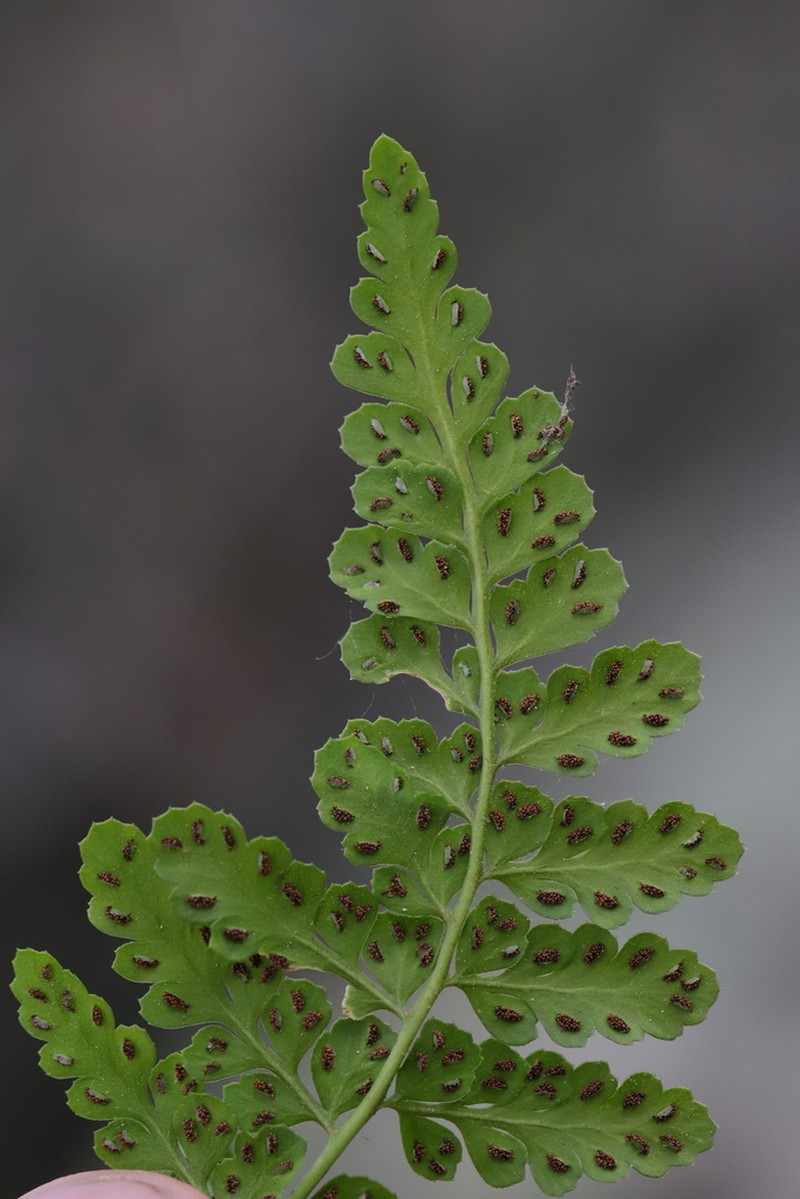 Asplenium balearicum photo 4