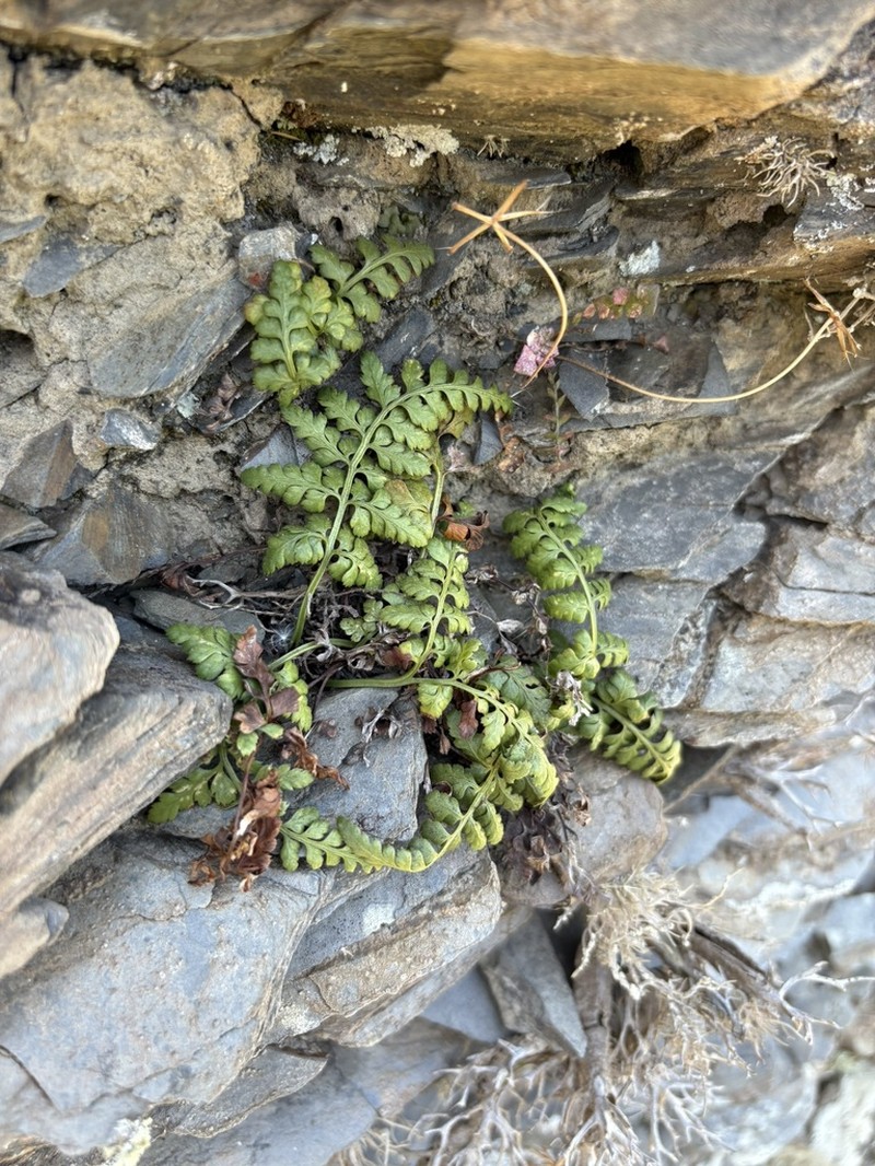 Asplenium balearicum photo 5
