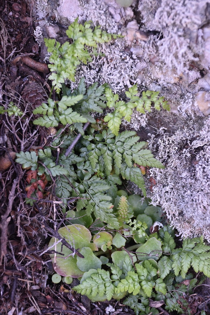 Asplenium balearicum photo 6