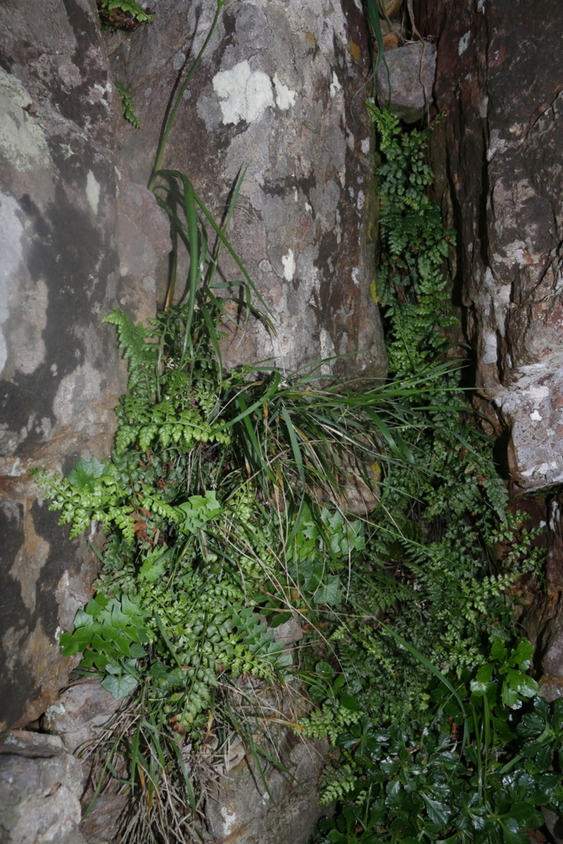 Asplenium balearicum photo 7