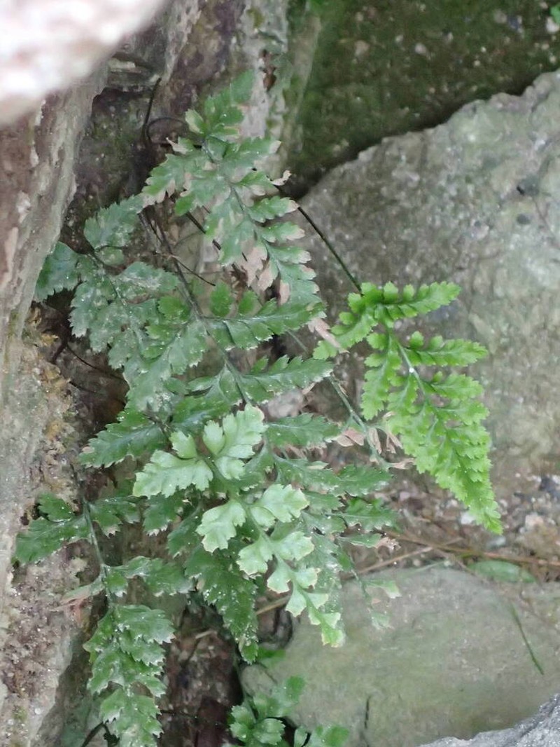 Asplenium balearicum photo 8