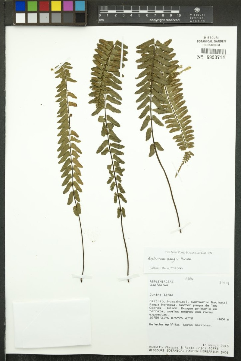 Asplenium bangii photo 2