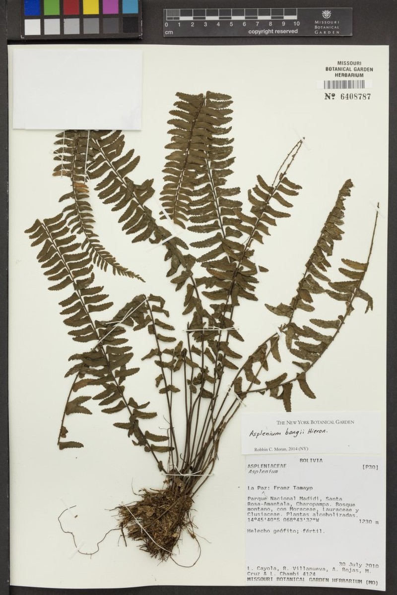 Asplenium bangii photo 3