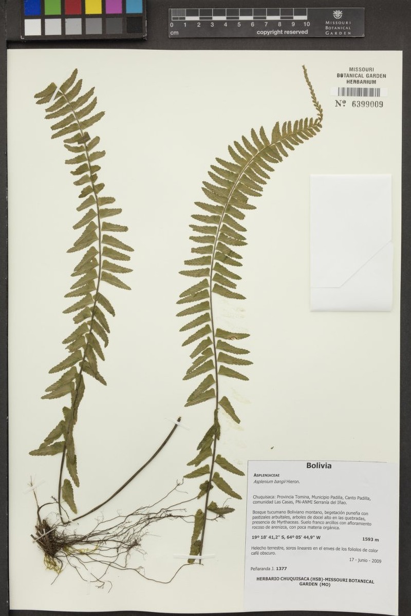 Asplenium bangii photo 4