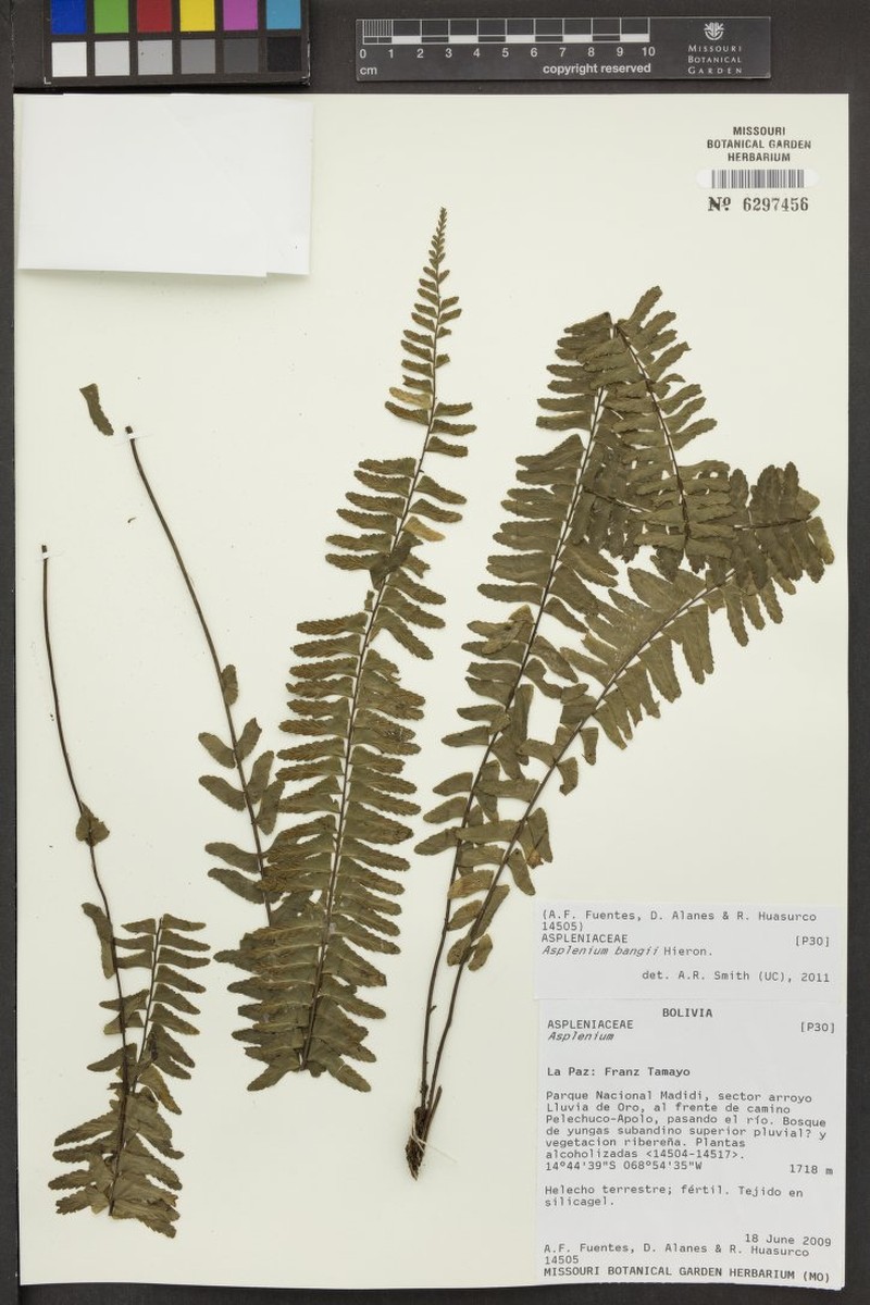Asplenium bangii photo 5