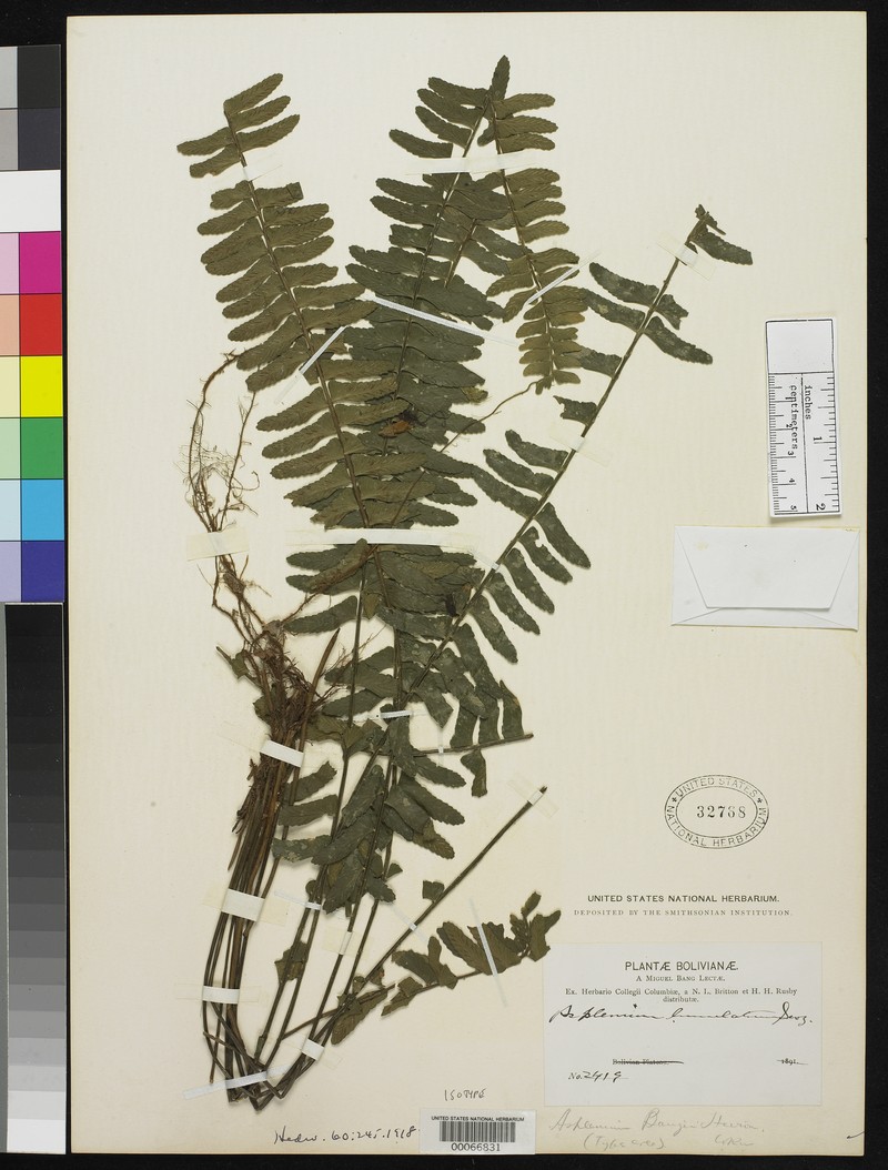 Asplenium bangii