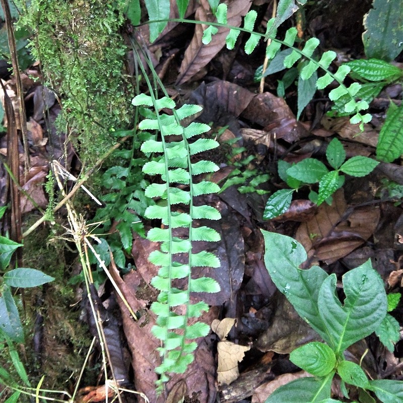 Asplenium barbaense