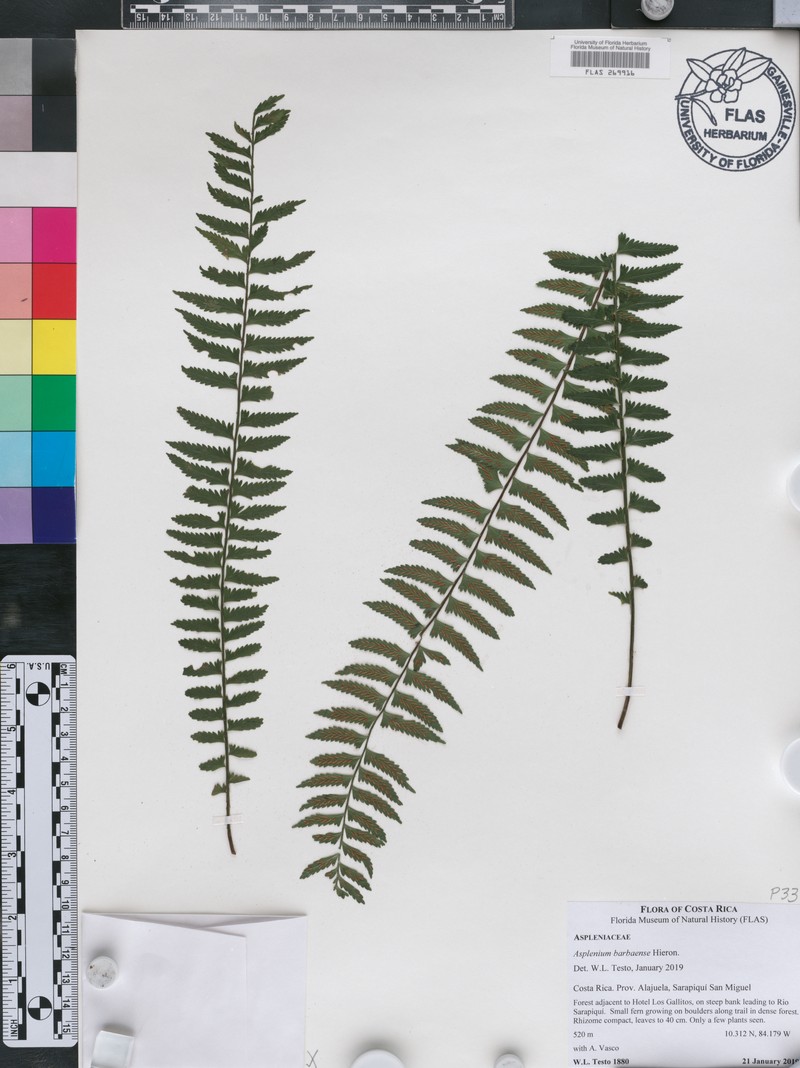 Asplenium barbaense photo 2