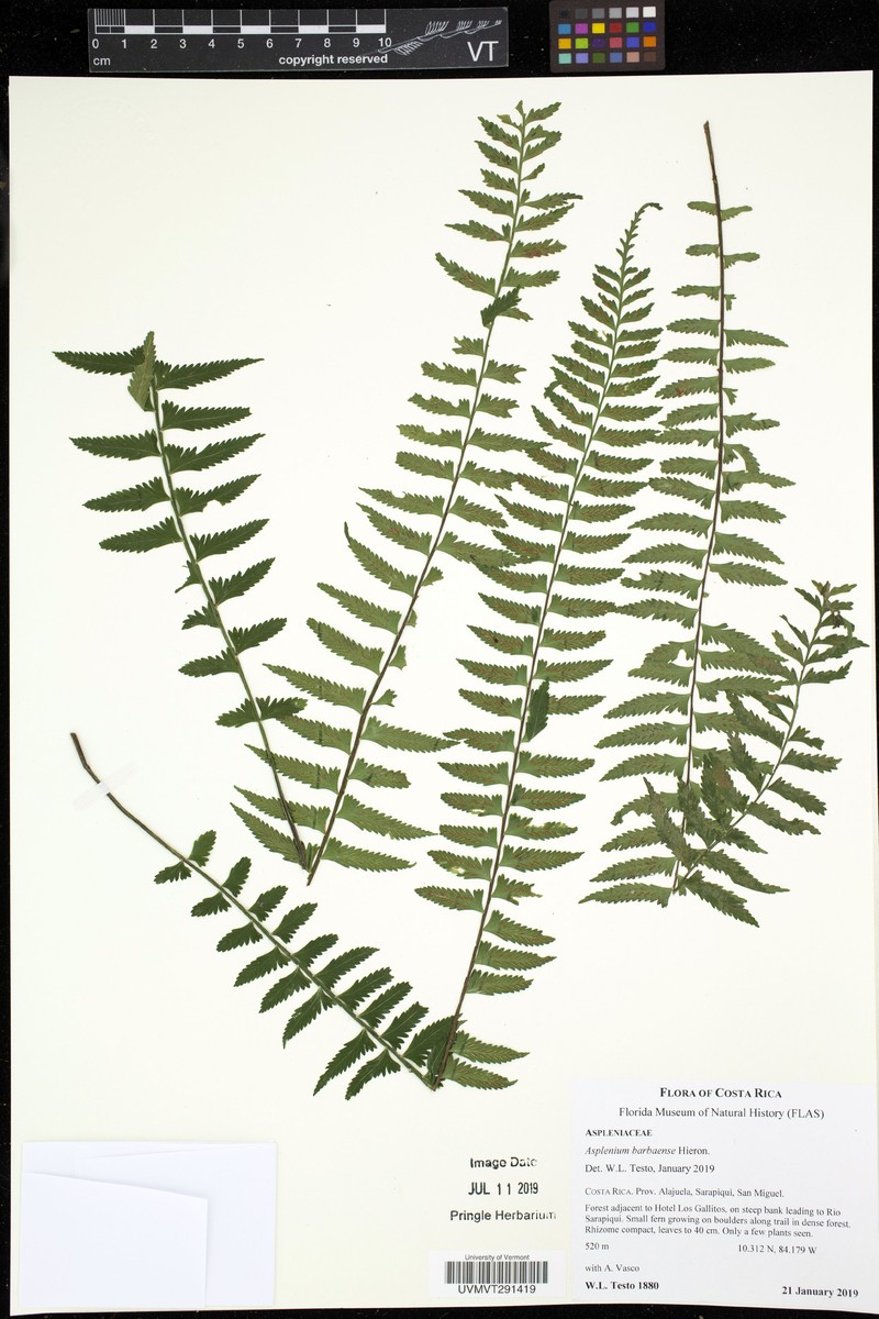 Asplenium barbaense photo 3