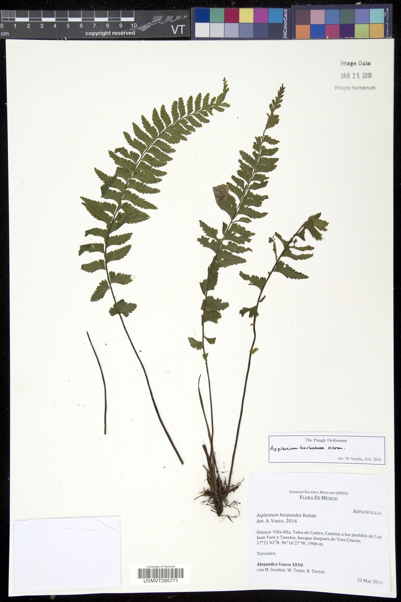 Asplenium barbaense photo 4