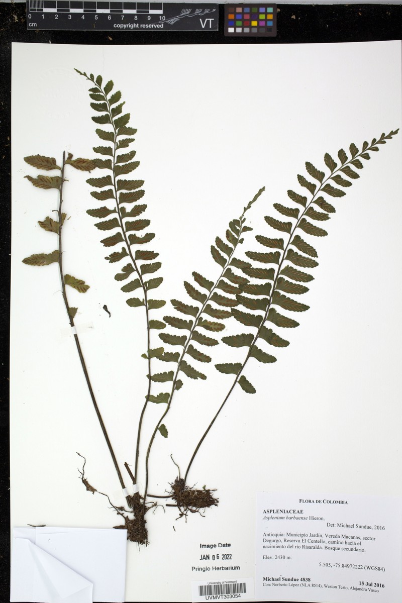 Asplenium barbaense photo 5