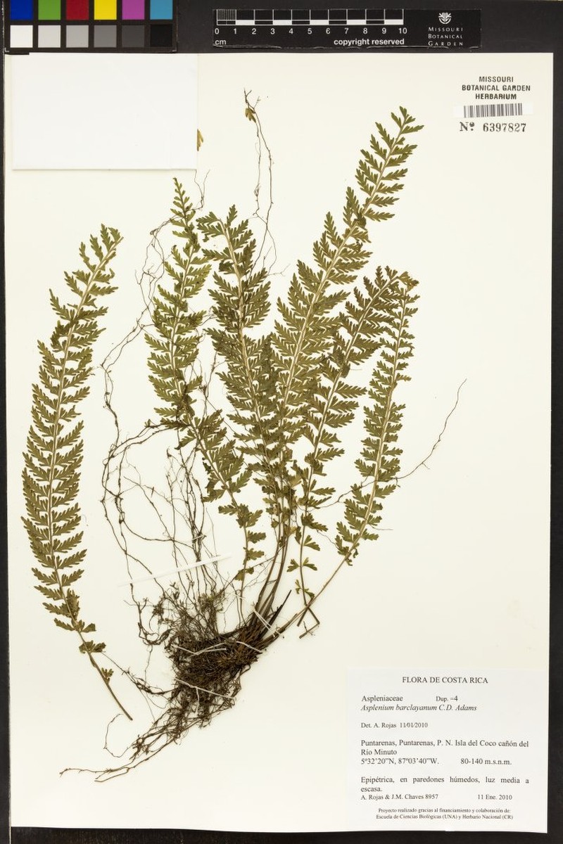 Asplenium barclayanum