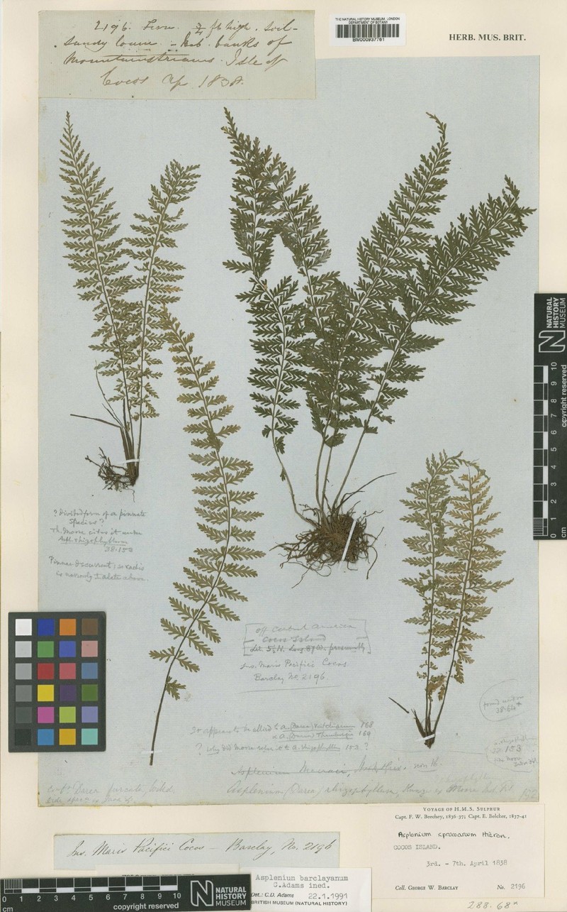 Asplenium barclayanum photo 2