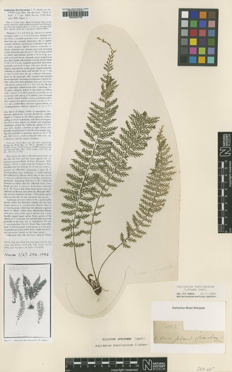 Asplenium barclayanum photo 3