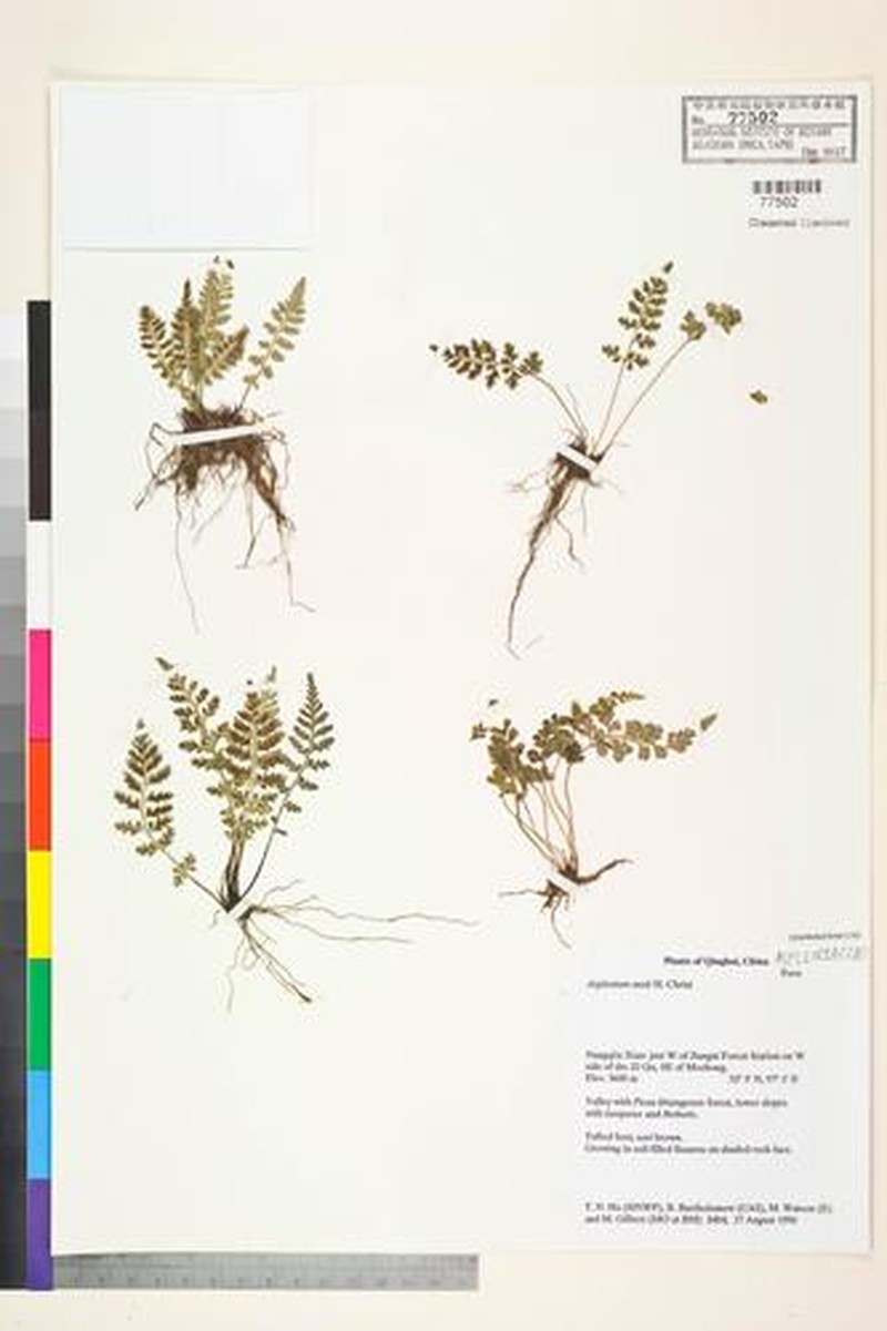 Asplenium barkamense photo 2