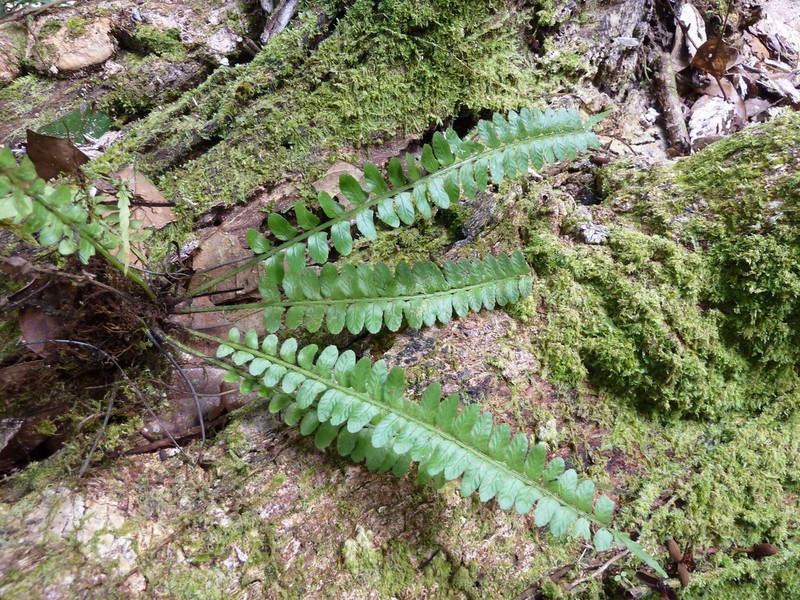 Asplenium barteri