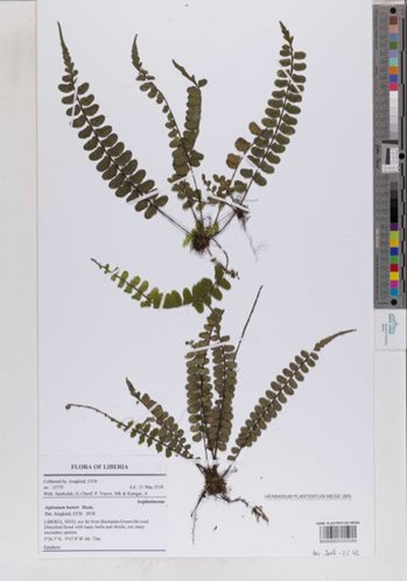 Asplenium barteri