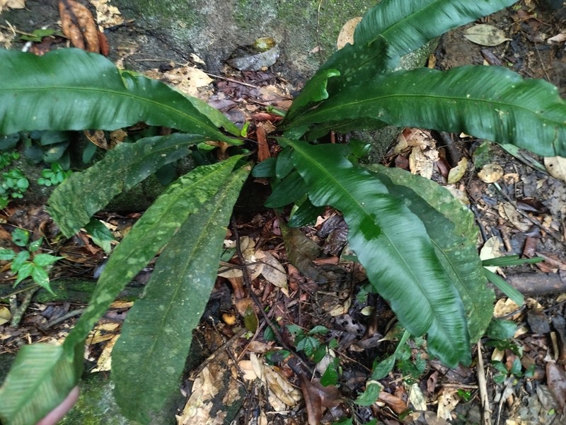 Asplenium batuense